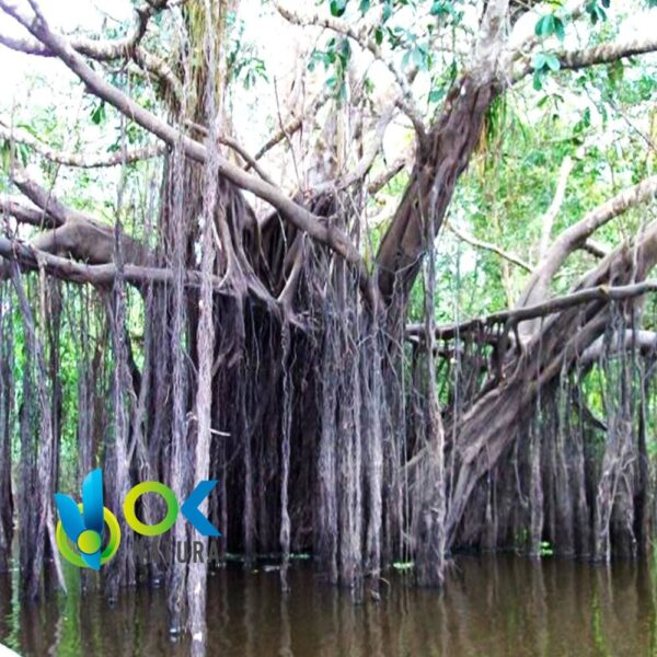 RENACO POWDER / 200gr at 2kg - (Ficus Schultesii) - 100%天然草本植物茎粉 1 Renaco Powder / 200Gr At 2Kg - (Ficus Schultesii) - 100%天然草本植物茎粉