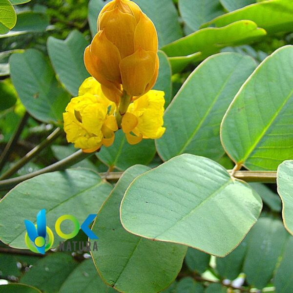 RETAMA POWDER / 200gr bij 2kg - (Casia Reticulata) - Kruidenpoeder 100% Natuurlijk BLOEMEN 1 Retama Powder / 200Gr Bij 2Kg - (Casia Reticulata) - Kruidenpoeder 100% Natuurlijk Bloemen