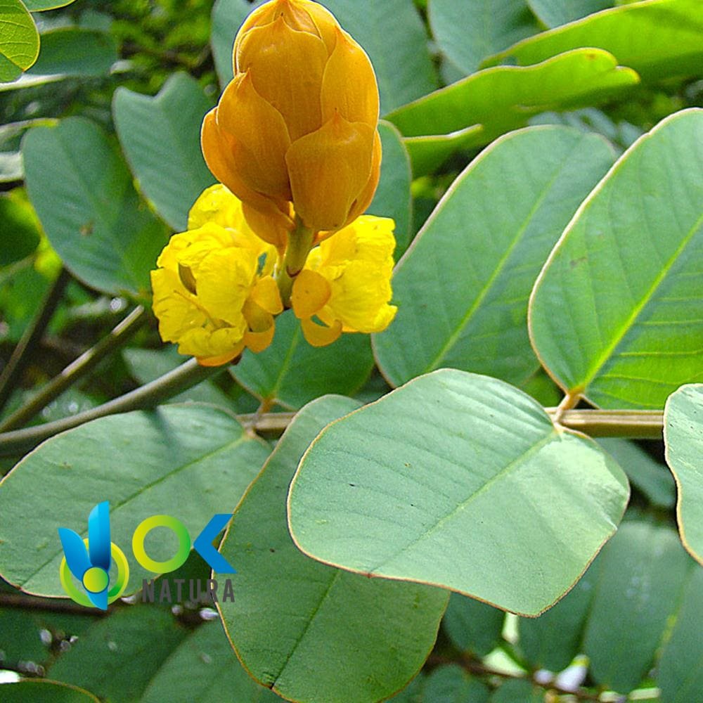 RETAMA POWDER / 200gr bei 2kg - (Casia Reticulata) - Kräuter in Pulverform 100% Natürliche BLUMEN