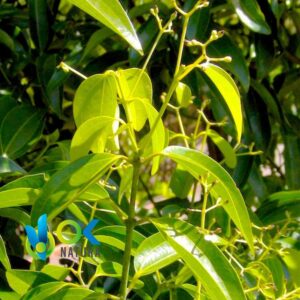SACHA CANELA EN POUDRE / 200gr à 2kg - (Ocotea Aciphylla) - Herbes en poudre 100% naturelles BARK