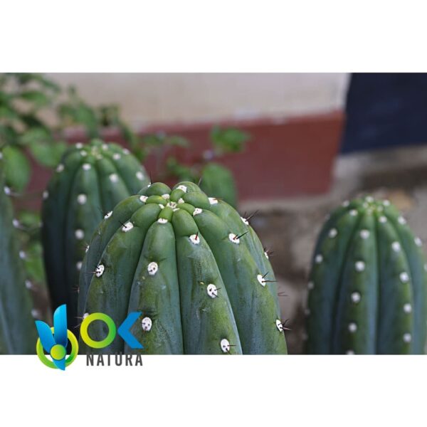San Pedro / 30Gr À 10Kg / - (Trichocereus / Echinopsis Pachanoi) Huachuma - Captus Poudre