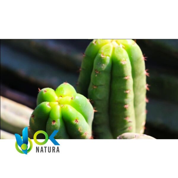 San Pedro / 30Gr À 10Kg / - (Trichocereus / Echinopsis Pachanoi) Huachuma - Captus Poudre