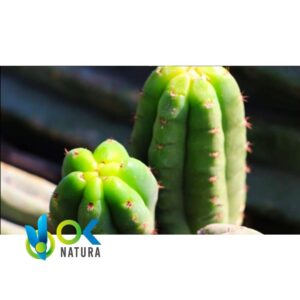 SAN PEDRO PASTE / 10gr à 1kg / - (Trichocereus / Echinopsis pachanoi) - Extrait en pâte 100% pur