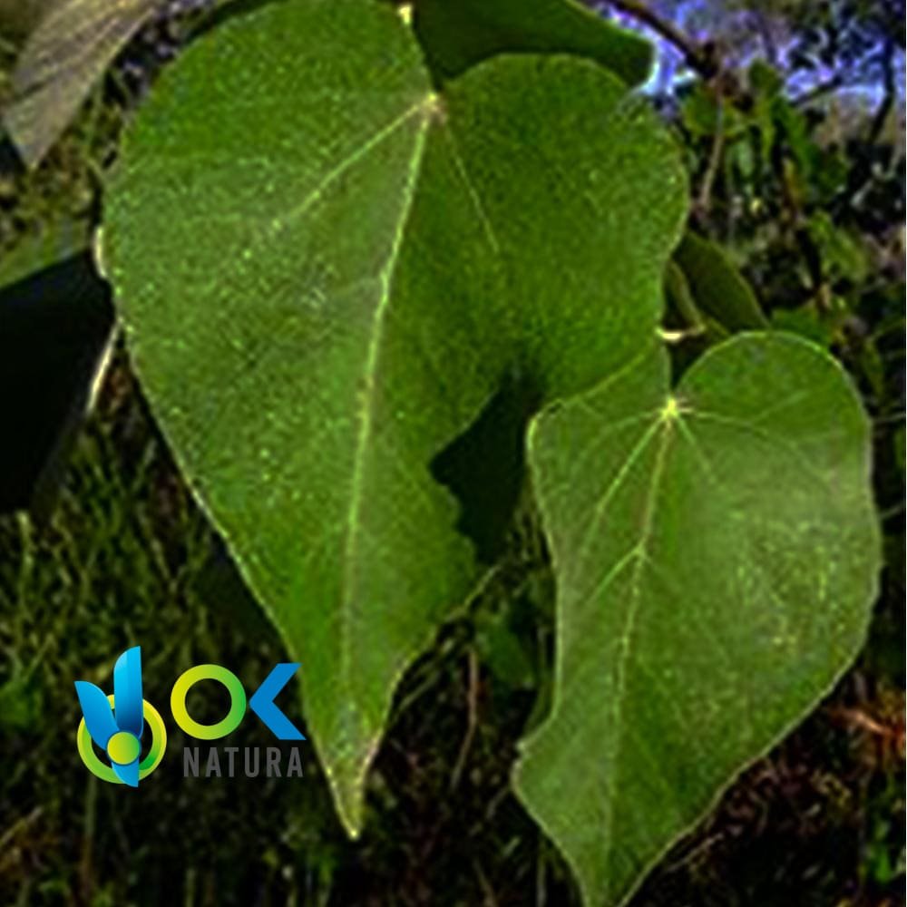 SANGRE DE GRADO PASTE / 10gr à 1kg / - (Croton Lechleri) 100% pur extrait en pâte