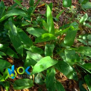 SHIMIPAMPANA POWDER / 200gr à 2kg - (Maranta Arundinacea) - Herbes en poudre 100% naturelles RACINE