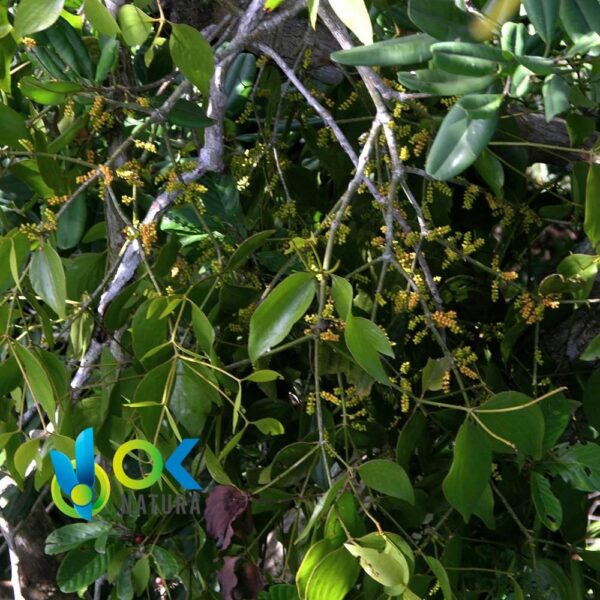 SUELDA CON SUELDA PASTE / 10gr at 1kg / - (Symphytum Officinale)100%纯糊状提取物 1 Suelda Con Suelda Paste / 10Gr At 1Kg / - (Symphytum Officinale)100%纯糊状提取物