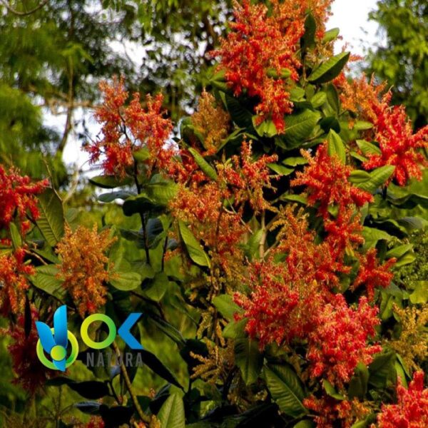 唐格拉那草粉 / 200 克,2 千克 - (美洲三叶草) - 100%天然草本植物茎粉 1 唐格拉那草粉 / 200 克,2 千克 - (美洲三叶草) - 100%天然草本植物茎粉