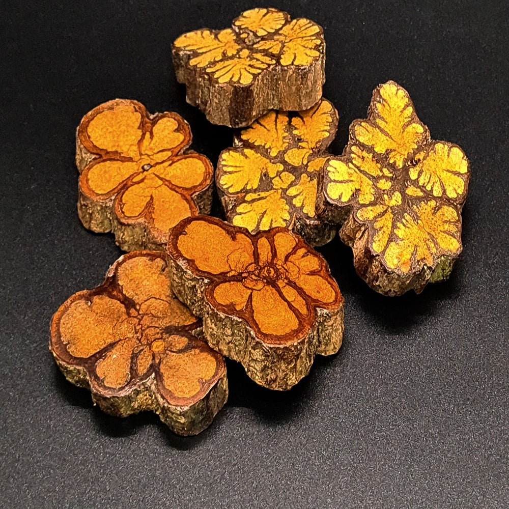 EINZIGARTIGE SLIDES VON AYAHUASCA - (Banisteriopsis caapi) - Handgemachtes Original