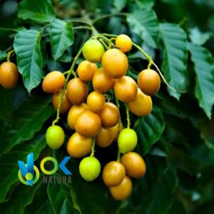 UBOS PASTE / 10gr a 1kg / - (Spondias Mombin) Extrato 100% Puro em Pasta