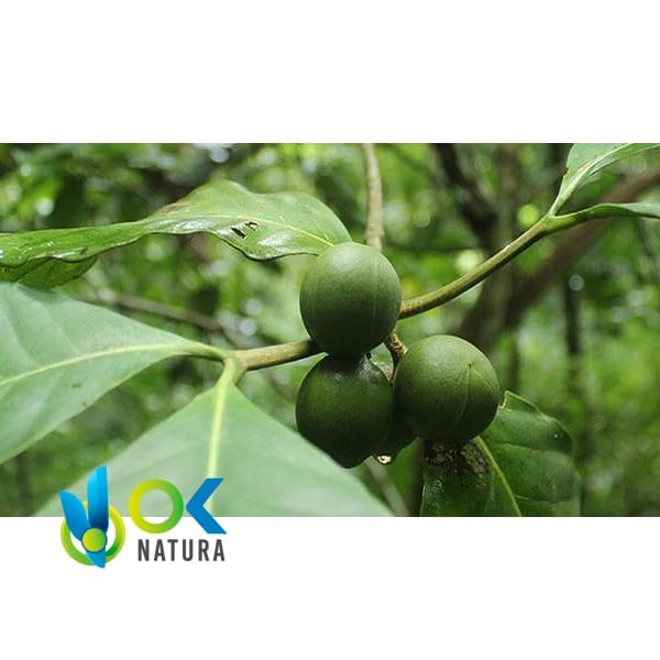 UCHU SANANGO POWDER / 200gr at 1kg - (Tabernaemontana Undulata) 100% Pure Natural and Organic BARK