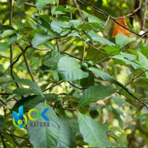 UCHU SANANGO POWDER / 200gr at 1kg - (Tabernaemontana Undulata) 100% Pure Natural and Organic BARK