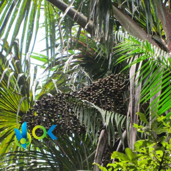 Óleo essencial de UNGURAHUI - (Oenocarpus Bataua) / 100% puro e não diluído 2 Óleo Essencial De Ungurahui - (Oenocarpus Bataua) / 100% Puro E Não Diluído