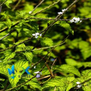 Verbena Negra Polvo / 200Gr A 2Kg - (Hyptis Mutabilis) - Hierbas En Polvo 100% Natural Planta Entera - Imagen 2