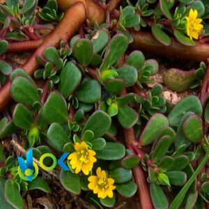 VERDOLAGA EN POUDRE / 200gr à 2kg - (Portulaca Oleracea) - Herbes en poudre 100% naturelles PLANTE ENTIÈRE