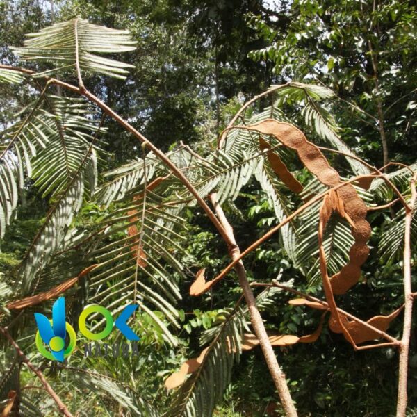 Yopo - Graines De Vilca / 200Gr À 1Kg - (Anadenanthera Peregrina) 100% Pure Naturelle Et Biologique