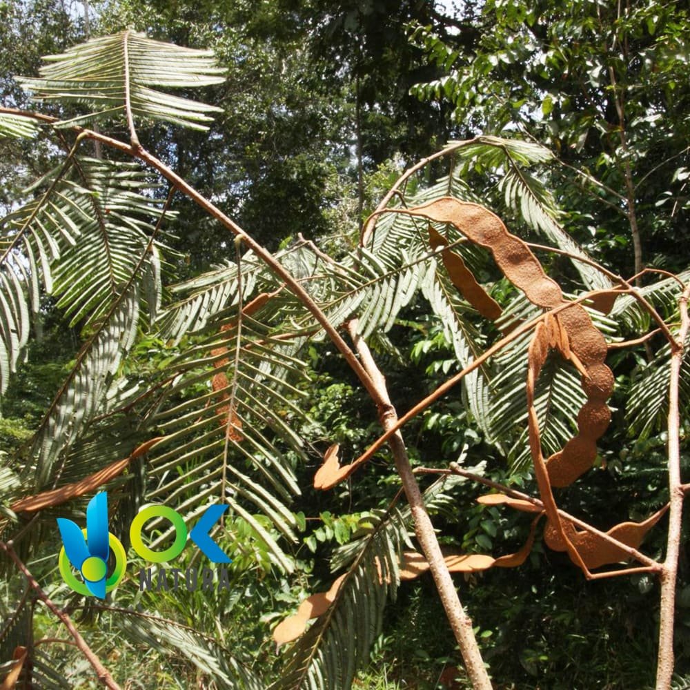 Yopo - Graines De Vilca / 200Gr À 1Kg - (Anadenanthera Peregrina) 100% Pure Naturelle Et Biologique