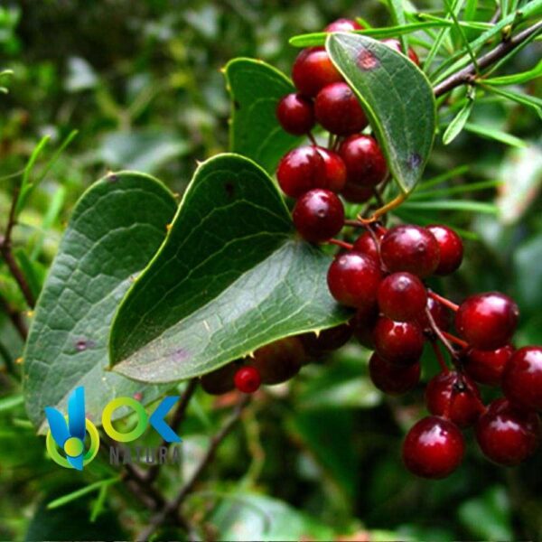 ZARZAPARRILLA POLVO / 200gr a 2kg - (Smilax Aspera) - Hierbas en Polvo 100% Raíz Natural 1 Zarzaparrilla Polvo / 200Gr A 2Kg - (Smilax Aspera) - Hierbas En Polvo 100% Raíz Natural