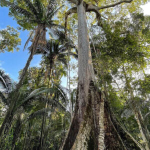 NOYA RAO Liquid Microdoses - (Buchenavia Amazonia) / 100% Pure and Original | Free-Dilution 7 Noya Rao Liquid Microdoses - (Buchenavia Amazonia) / 100% Pure And Original | Free-Dilution – Image 4