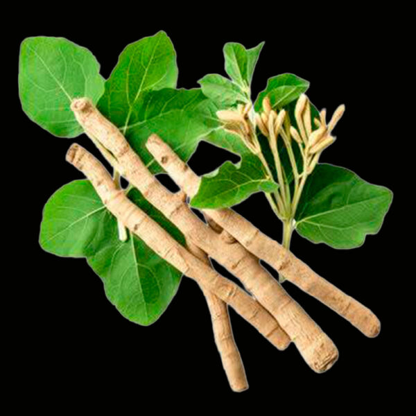 ASHWAGANDHA Liquid Extract for Microdose - (Withania Somnifera) | 100% Pure Original Free-Dilution 3 Ashwagandha Liquid Extract For Microdose - (Withania Somnifera) | 100% Pure Original Free-Dilution