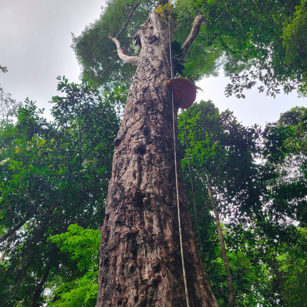 NOYA RAO Liquid Microdoses - (Buchenavia Amazonia) / 100% Pure and Original | Free-Dilution 2 Noya Rao Liquid Microdoses - (Buchenavia Amazonia) / 100% Pure And Original | Free-Dilution