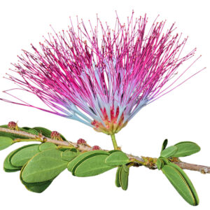 BOBINSANA Liquid Extract for Microdose - (Calliandra Angustifolia) | 100% Pure Original Free-Dilution 8 Bobinsana Liquid Extract For Microdose - (Calliandra Angustifolia) | 100% Pure Original Free-Dilution - Image 4