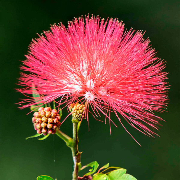 BOBINSANA Liquid Extract for Microdose - (Calliandra Angustifolia) | 100% Pure Original Free-Dilution 2 Bobinsana Liquid Extract For Microdose - (Calliandra Angustifolia) | 100% Pure Original Free-Dilution