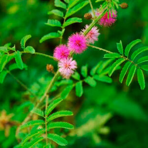 MIMOSA HOSTILIS POWDER / 200gr at 1kg - (Jurema Preta) - 100% Pure Natural Root 5 Mimosa Hostilis Powder / 200Gr At 1Kg - (Jurema Preta) - 100% Pure Natural Root - Image 3