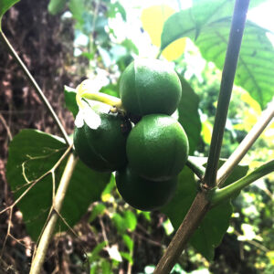 UCHU SANANGO 粉末 / 200克,1公斤 - (Tabernaemontana Undulata) 100% 纯天然有机蘑菇渣 5 Uchu Sanango 粉末 / 200克,1公斤 - (Tabernaemontana Undulata) 100% 纯天然有机蘑菇渣 - 图片 3