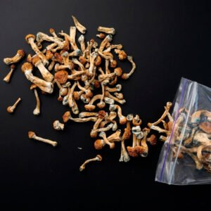 PSILOCYBIN MUSHROOM / 1gr at 5gr - (Psilocybe cubensis) 100% Pure DMT Original 6 Psilocybin Mushroom / 1Gr At 5Gr - (Psilocybe Cubensis) 100% Pure Dmt Original - Imagen 3