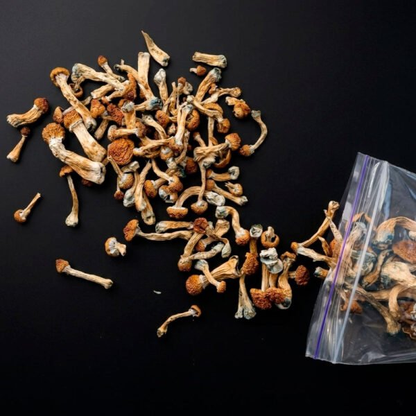 PSILOCYBIN MUSHROOM / 1gr at 5gr - (Psilocybe cubensis) 100% Pure DMT Original 2 Psilocybin Mushroom / 1Gr At 5Gr - (Psilocybe Cubensis) 100% Pure Dmt Original