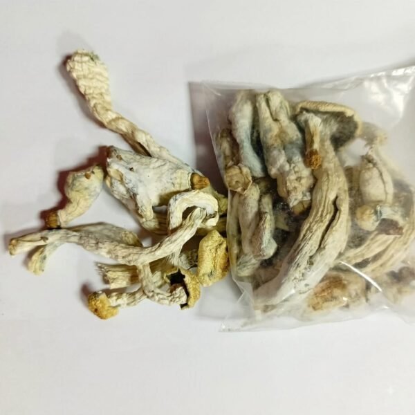 PSILOCYBIN MUSHROOM / 1gr at 5gr - (Psilocybe cubensis) 100% Pure DMT Original 1 Psilocybin Mushroom / 1Gr At 5Gr - (Psilocybe Cubensis) 100% Pure Dmt Original