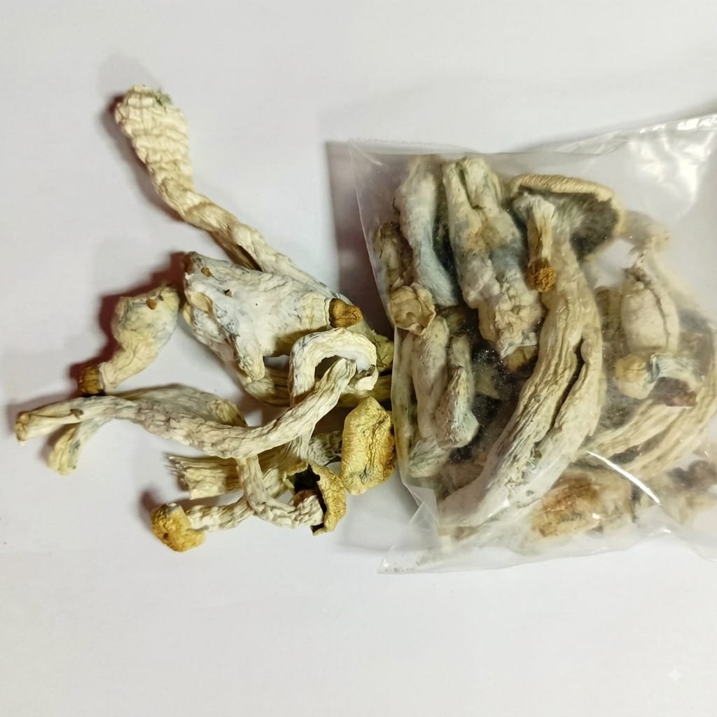 Psilocybin Mushroom /  1Gr At 5Gr - (Psilocybe Cubensis) 100% Pure Dmt Original